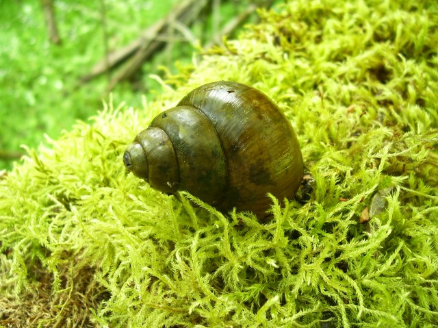 on-fire-snail-shell
